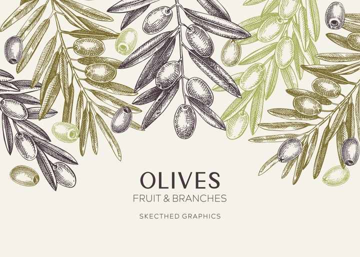 Olives background. Olive tree branches sketches. Mediterranean food menu design in pastel colors. Hand-drawn vector illustration. NOT AI generated.